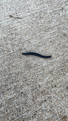 Belocaulus angustipes