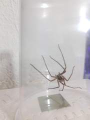 Heteropoda venatoria