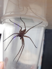 Heteropoda venatoria