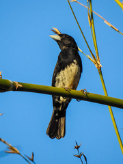 Conothraupis mesoleuca