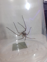 Heteropoda venatoria