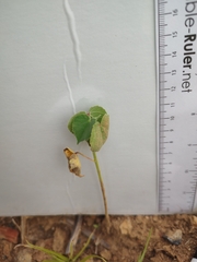 Abutilon theophrasti