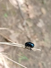 Chrysochus asclepiadeus