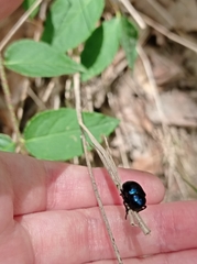 Chrysochus asclepiadeus