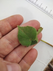 Abutilon theophrasti