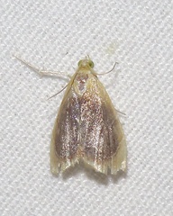 Glaphyria fulminalis