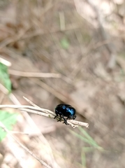 Chrysochus asclepiadeus