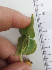 Abutilon theophrasti