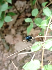 Chrysochus asclepiadeus