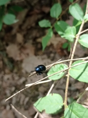 Chrysochus asclepiadeus