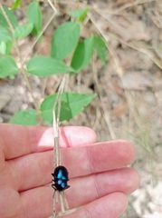 Chrysochus asclepiadeus