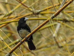 Conothraupis mesoleuca