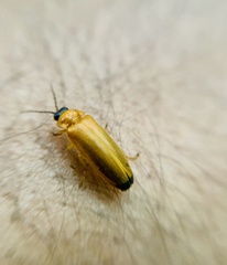 Abscondita