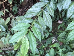 Lasianthus micranthus