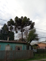 Araucaria angustifolia