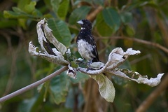 Conothraupis mesoleuca