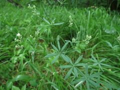 Galium intermedium