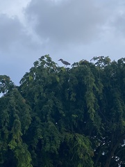 Nycticorax nycticorax image