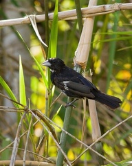 Conothraupis mesoleuca