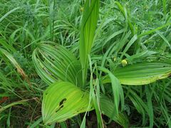 Veratrum nigrum