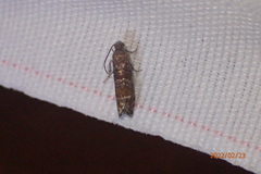 Sereda tautana