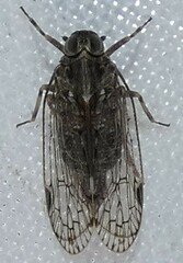 Melanoliarus placitus