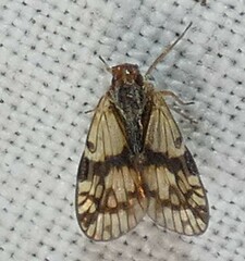 Bothriocera maculata