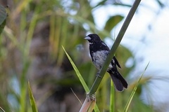 Conothraupis mesoleuca