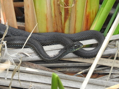 Thamnophis eques obscurus