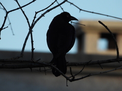 Molothrus oryzivorus