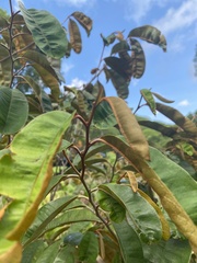 Chrysophyllum cainito