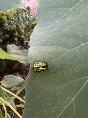 Calligrapha serpentina