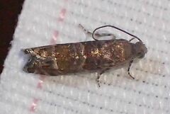 Sereda tautana