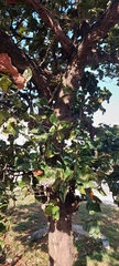 Terminalia catappa