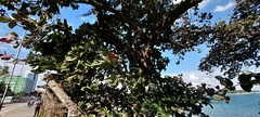 Terminalia catappa