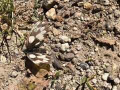 Melanargia galathea