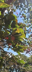 Terminalia catappa