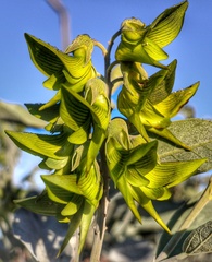 Crotalaria cunninghamii