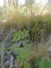 Euphrasia maximowiczii