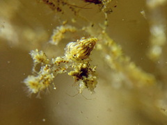 Pusillina lineolata