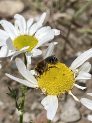 Colletes