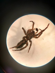 Gnaphosa leporina