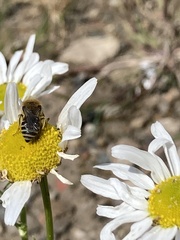 Colletes