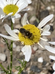 Colletes