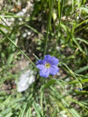 Linum alpinum