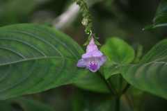 Asystasia dalzelliana