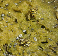 Vespula sulphurea