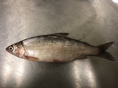 Coregonus artedi