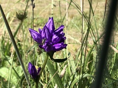 Campanula glomerata glomerata