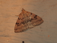 Zanclognatha dentata